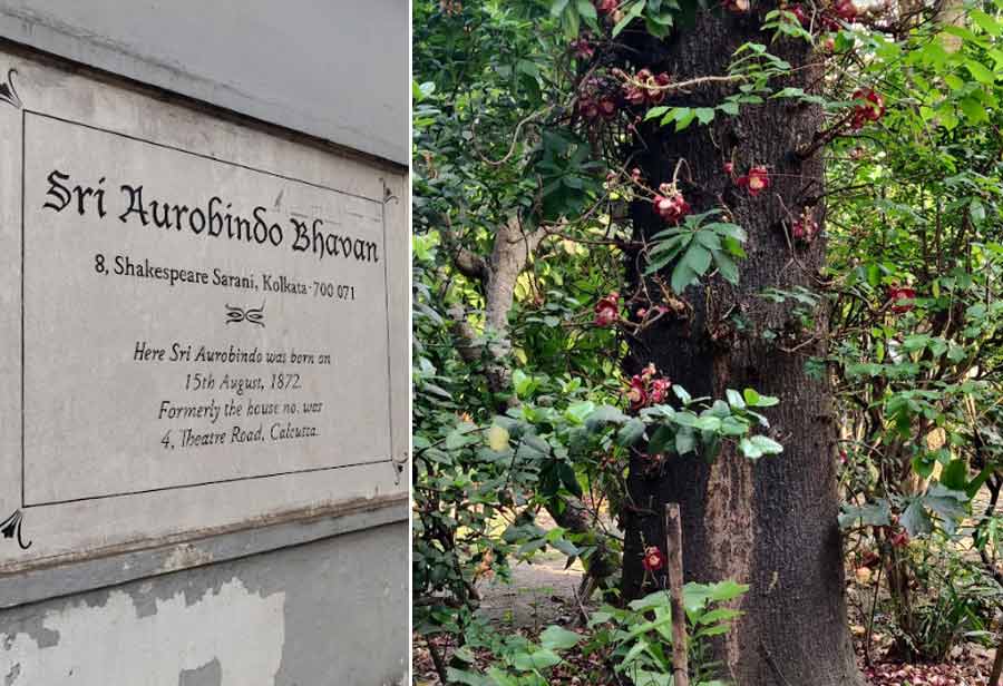 Aurobindo Bhavan, located at 8 Shakespeare Sarani (near the crossing of Little Russell Street), is the birthplace of the revolutionary-turned-sage Sri Aurobindo. There’s a beautiful Shiva Lingam tree in bloom within the premises and plenty of flora