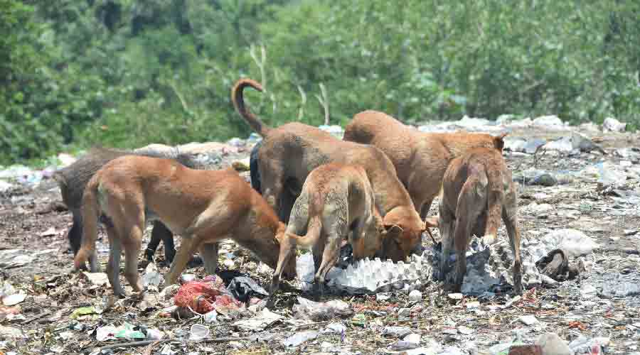 Stray dogs in Dhanbad 