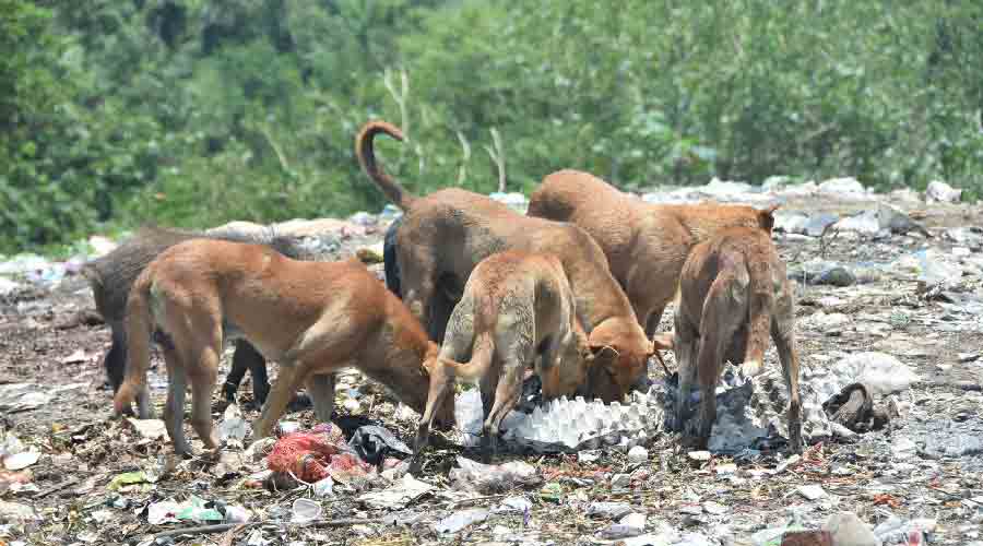 Heated arguments between dog lovers and others are common in many localities, as many fear dog bites could lead to rabies. 