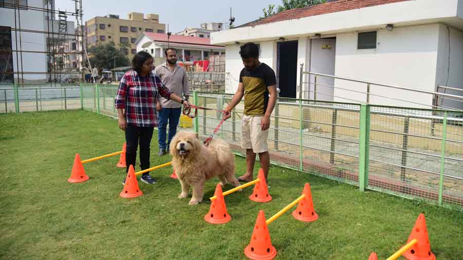The trainers guide a Chow Chow on how to jump hurdles 
