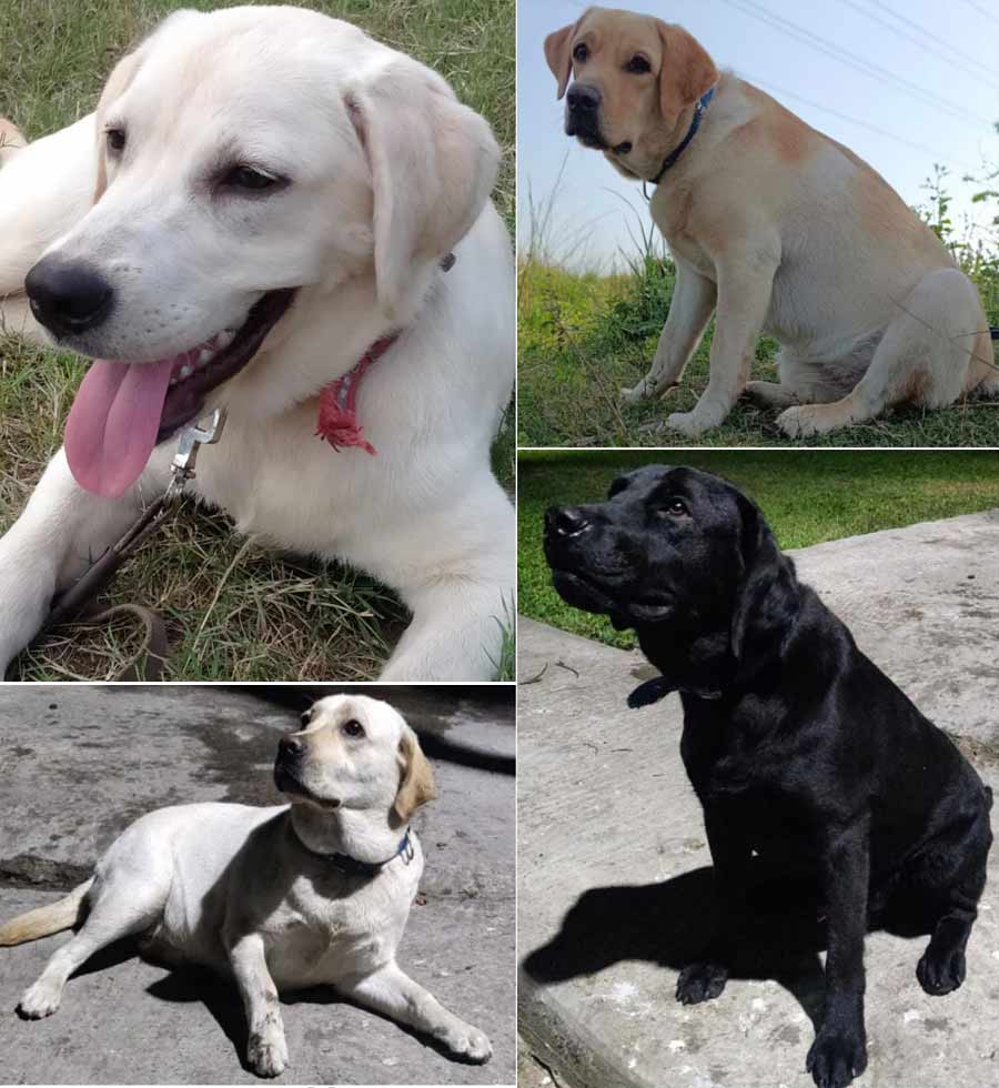 CANINE SLEUTHS: These are the new members of Kolkata police’s dog squad. The nine dogs have been trained to sniff out explosives by the Indo-Tibetan Border Police. Kolkata police uploaded their photographs on Facebook on Wednesday, April 6