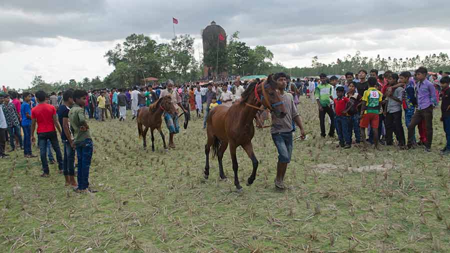 Horses and mules are paraded in front of the assembled crowd