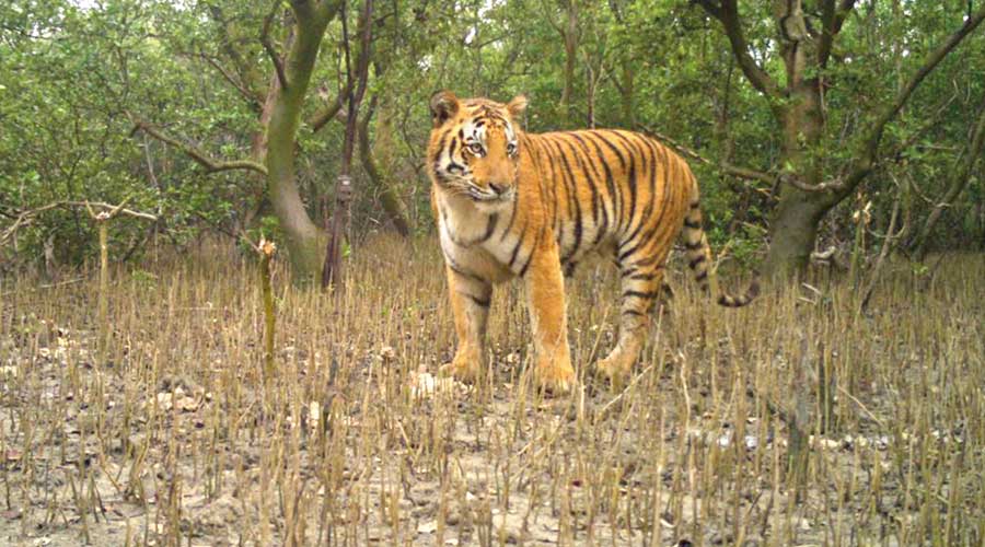 A trap camera image of a tiger in the Sunderbans