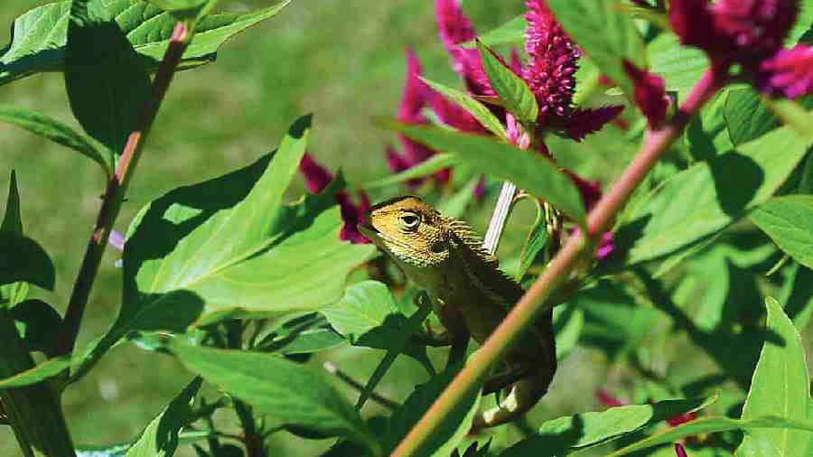 Poushali Chakraborty, Samarpally, Kestopur