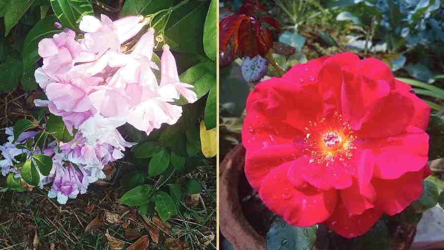 Vasundhara Biswas, FD Block