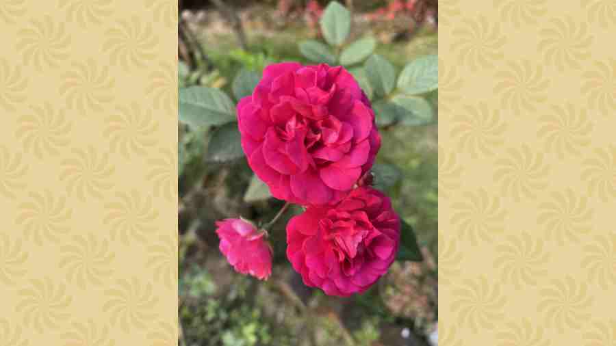 Sandip Sen, CL Block