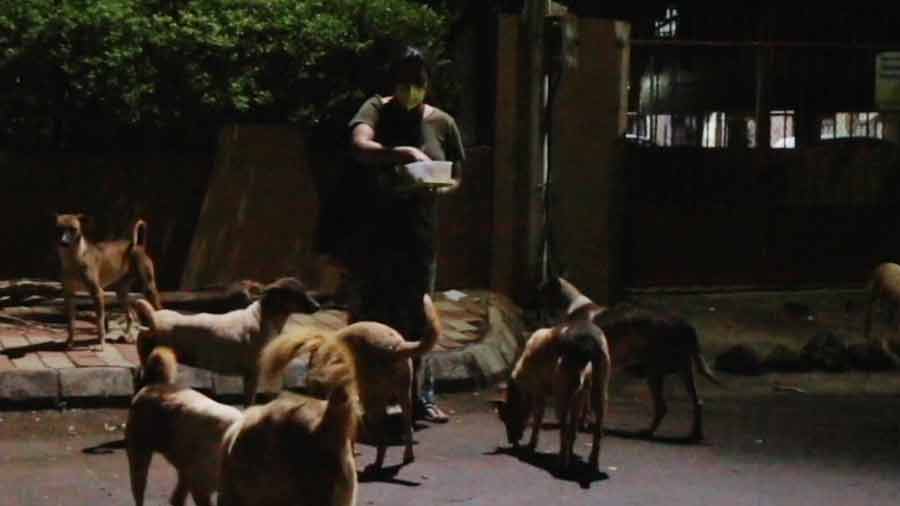 Chakraborti feeding the strays in her neighbourhood