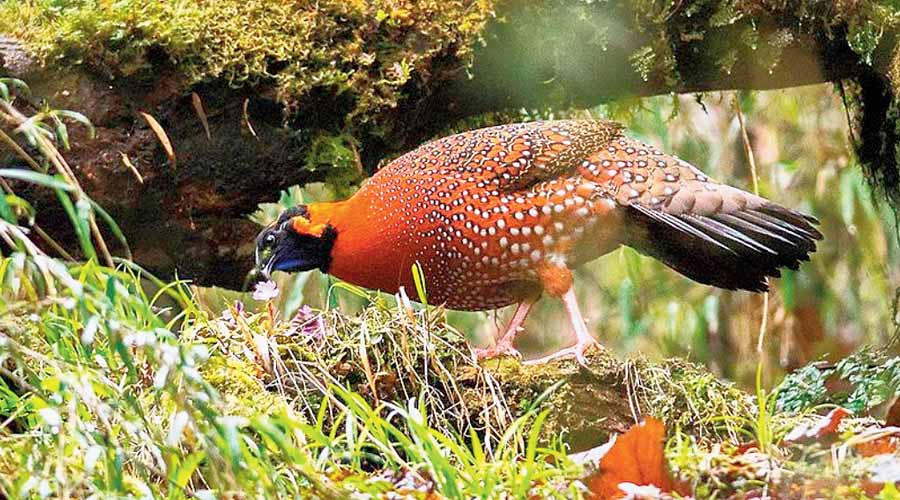 Zoological Survey of India (ZSI) - Rare bird sighted at Senchal Wildlife  Sanctuary after 170 years - Telegraph India