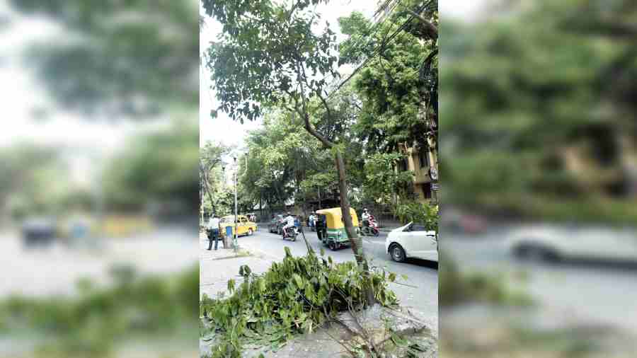 A pruned tree reduced to a near-skeletal state on Ballygunge Circular Road on Wednesday. 