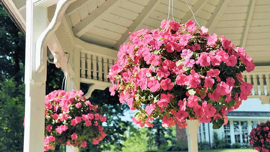 Impatiens look attractive planted in pots and hanging baskets 