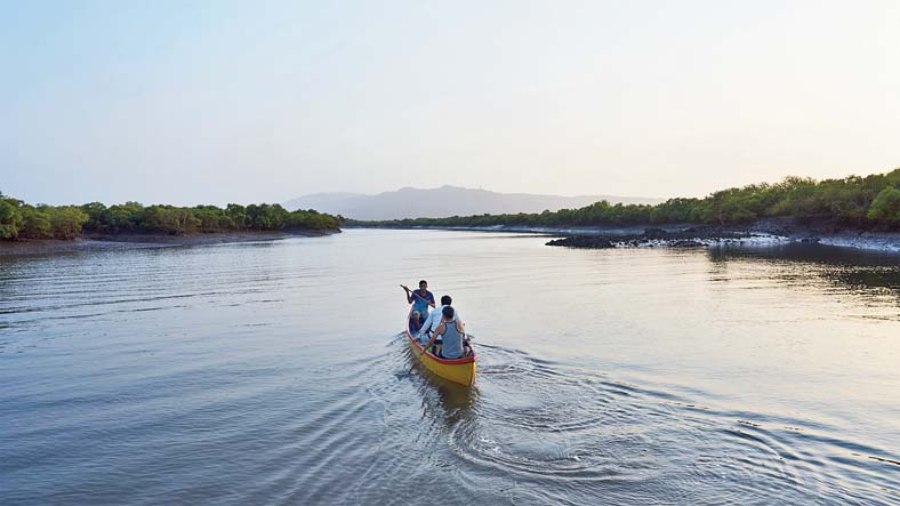 In Maharashtra, Apple and the Applied Environmental Research Foundation are partnering to conserve and protect mangrove forests. 