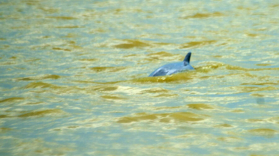 The hard-to-spot Irrawaddy dolphin that is found in Chilika is characterised by a bulbous head and a grey or slate-blue colour