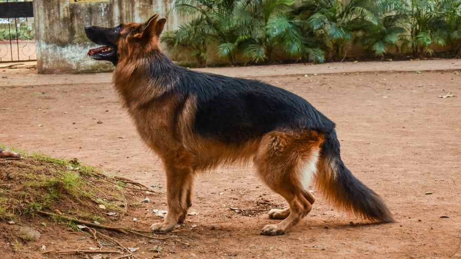 Curd and swim for Kolkata police canine squad to beat heatwave
