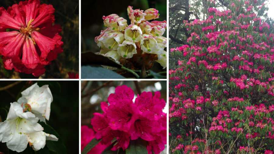 From mid-April to the first week of May is when the rhododendron flowers are in full bloom
