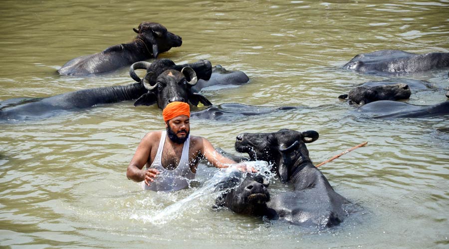 A man bathes his buffaloes in a canal on a hot summer day, on the outskirts of Amritsar