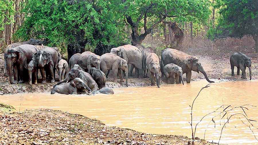 A herd of wild elephants  