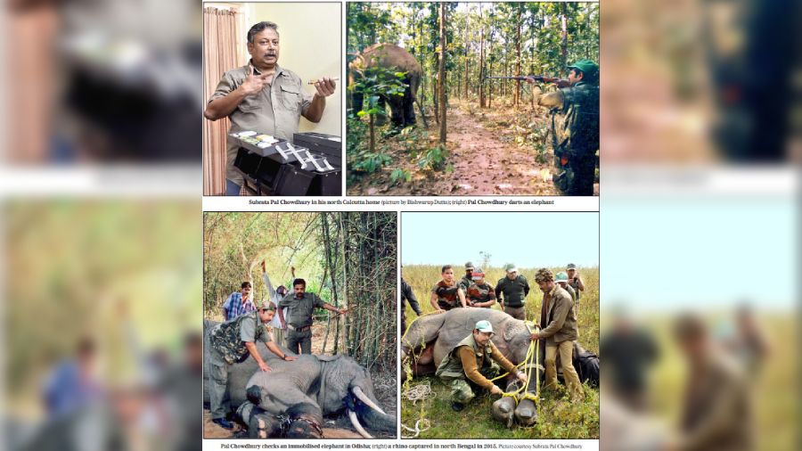 (Clockwise from top left) Subrata Pal Chowdhury in his north Kolkata home ; Pal Chowdhury darts an elephant; Pal Chowdhury checks an immobilised elephant in Odisha; A rhino captured in north Bengal in 2015. 