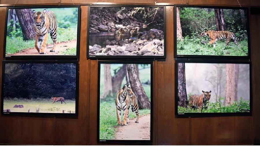 Few of Dhiman Ghosh’s frames capturing the tiger