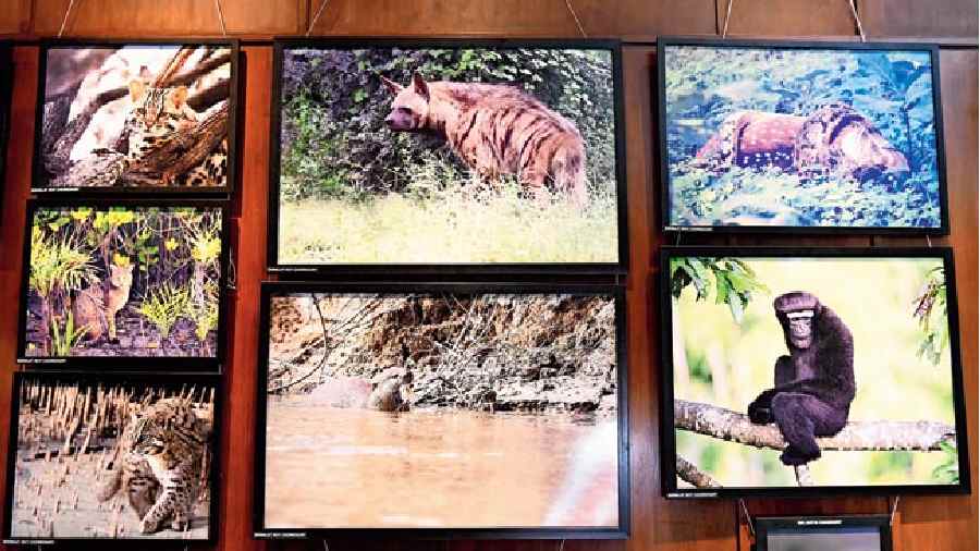 Biswajit Roy Chowdhury’s frames