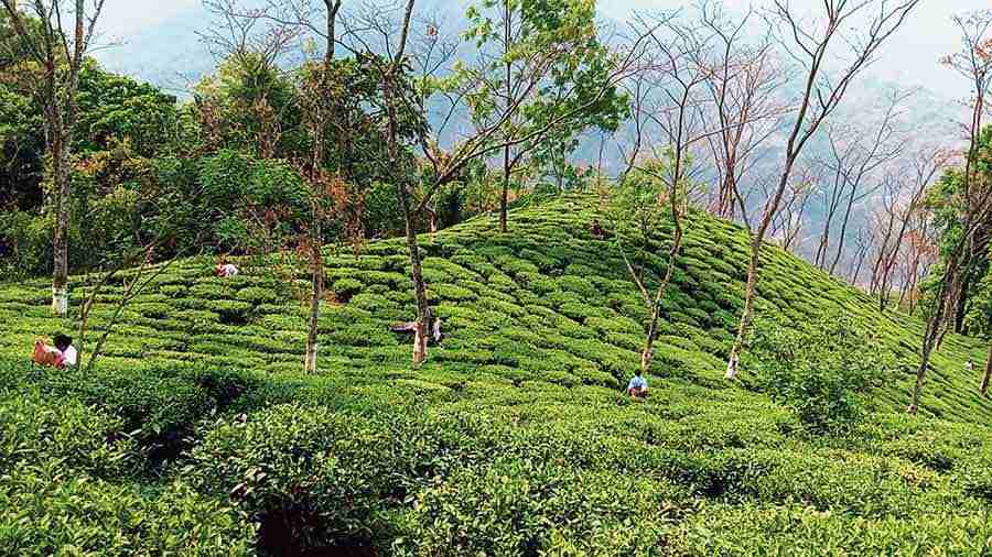 Tea estate lands are leased out to individual companies by the state governments in India. 