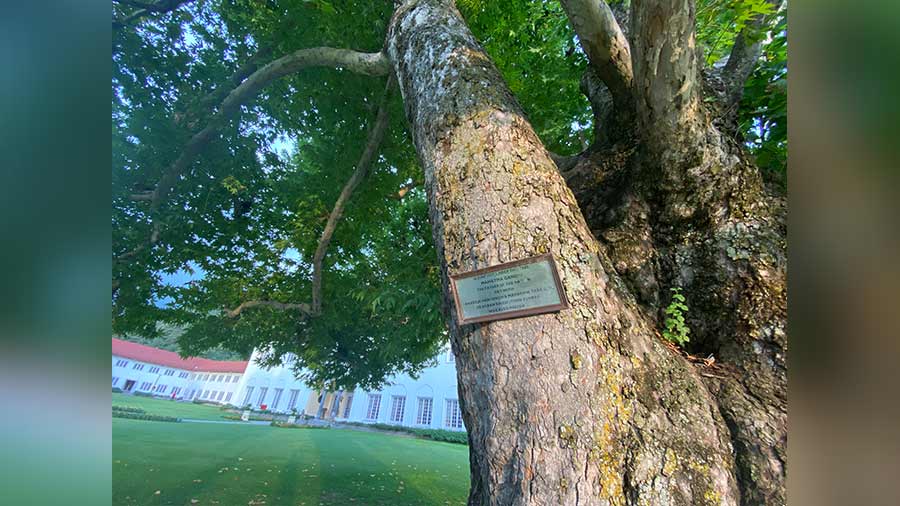 Gandhi tree at Chinar garden