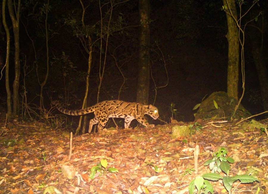 A Clouded Leopard roams the Buxa Tiger Reserve. The photograph was recently captured by a camera installed by the West Bengal forest department and uploaded on Facebook on Thursday on the occasion of International Clouded Leopard Day