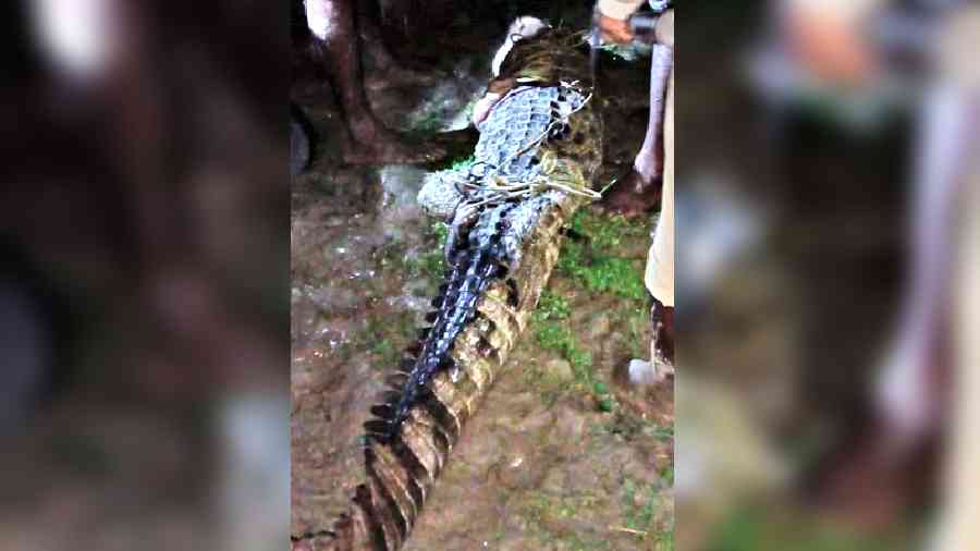 The crocodile was found near Shimultala Ghat in Dhubulia, around 15km from Krishnagar.