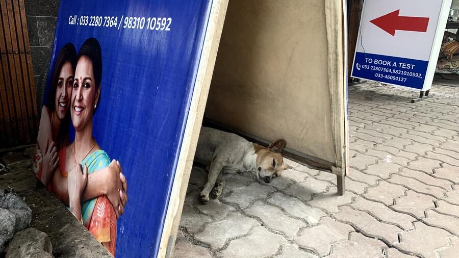 A stray dog takes an afternoon nap somewhere in the city on Friday.