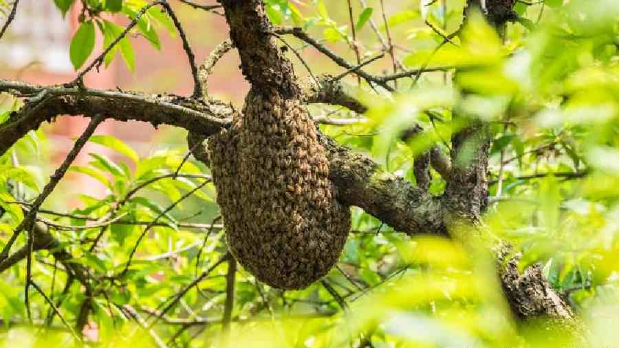 A wild honeybee hive nestled in the branches of a peach tree