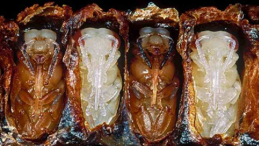 If the temperature is off by just a couple of degrees, bee pupae may suffer deformities