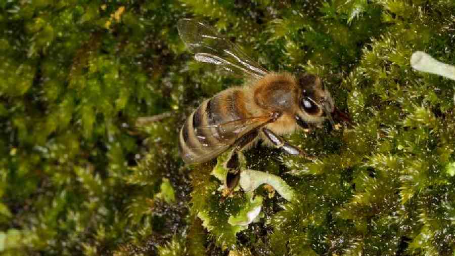 A honeybee gathers water from moss, bringing droplets of moisture back to keep the hive cool