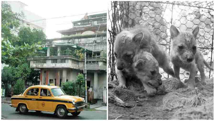 In the early years, taxis and rickshaws would refuse to come to Salt Lake. (Right) Howls of jackals (seen here in a 1994 picture after a rescue operation) were common at nights