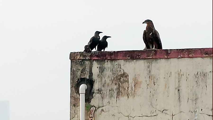 What is the kite telling the crows?