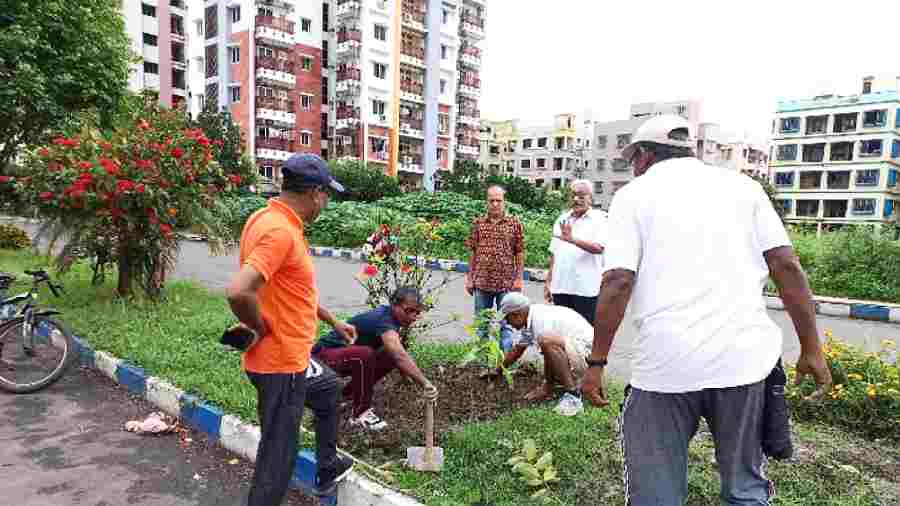New Town residents plant saplings on a median divider
