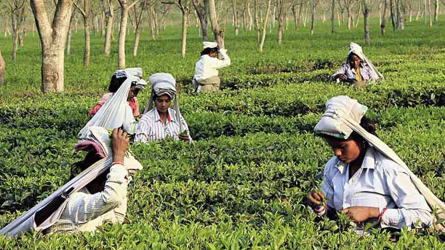 With STG, Neil intends to improve the lives and livelihood of small tea growers in Northeast India