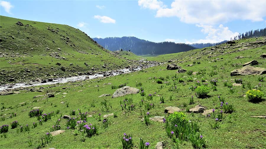 Purple irises and cushion spurges in Bangus Valley