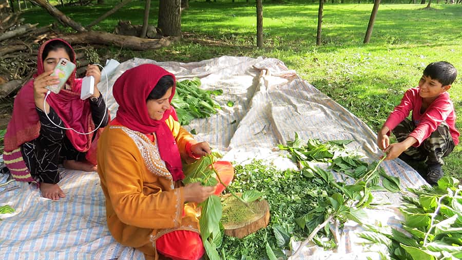 Suraiya (centre) shreds mulberry leaves as Tabassum captures the writer on her phone. The boy is Tabassum's brother