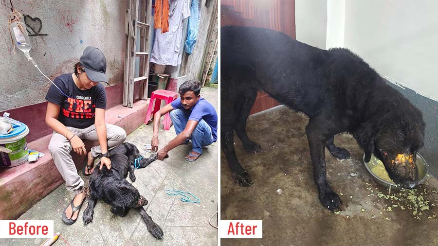 The Labrador rescued from Nimtala Ghat
