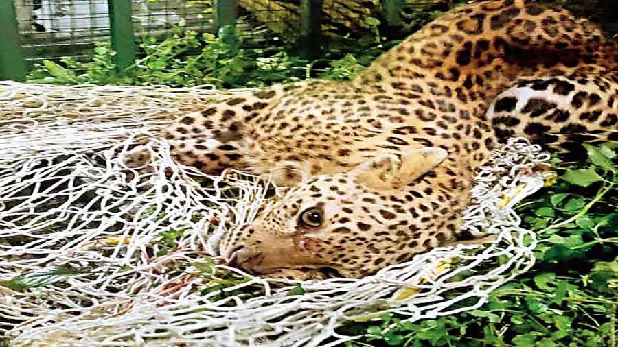 The leopard that was trapped at Kalua Colony in Jalpaiguri district on Wednesday night.  