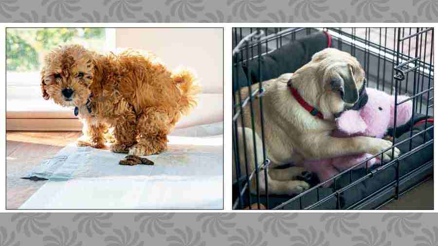 If done correctly, a puppy can be toilet trained in about 10 days. (Left) A crate can be your dog’s personal space