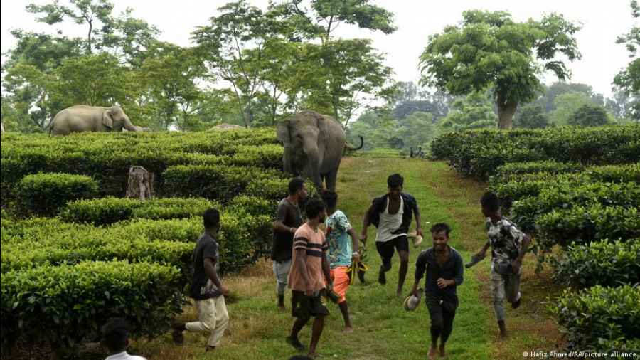 Human population has increased and elephants are not getting enough space, experts say