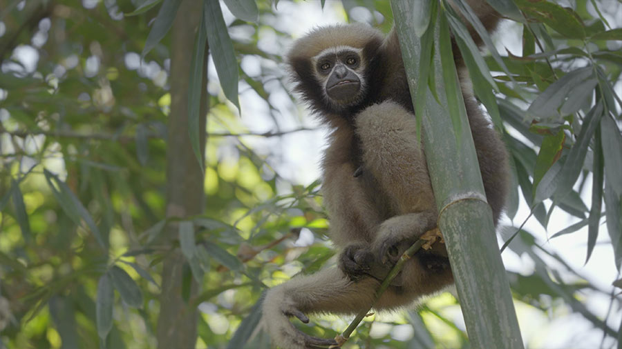 Ashwika feels very strongly about gibbons, who have suffered for years due to neglect in India