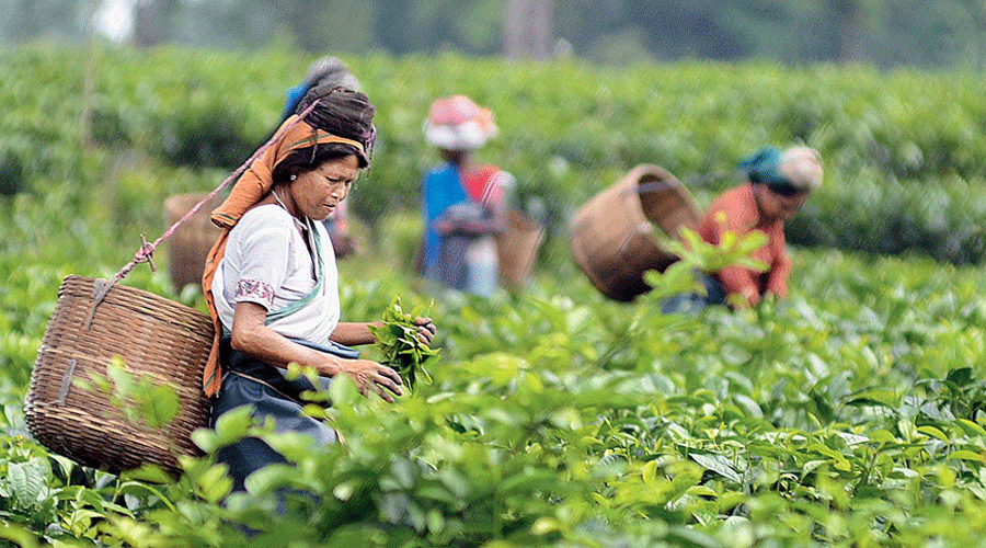  Assam chief minister Himanta Biswa Sarma had a meeting for the fixation of minimum wages for tea plantation workers with the stakeholders on August 10 where it was decided to hike the wages of all workers by Rs 27.