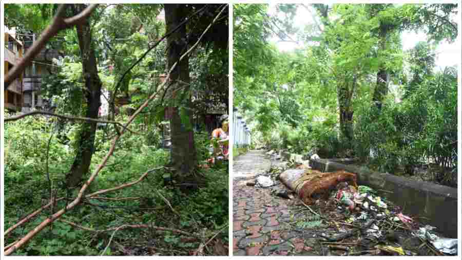 Tall weeds cover one of Southern Avenue’s boulevards; (right) a pavement blocked by weeds. 