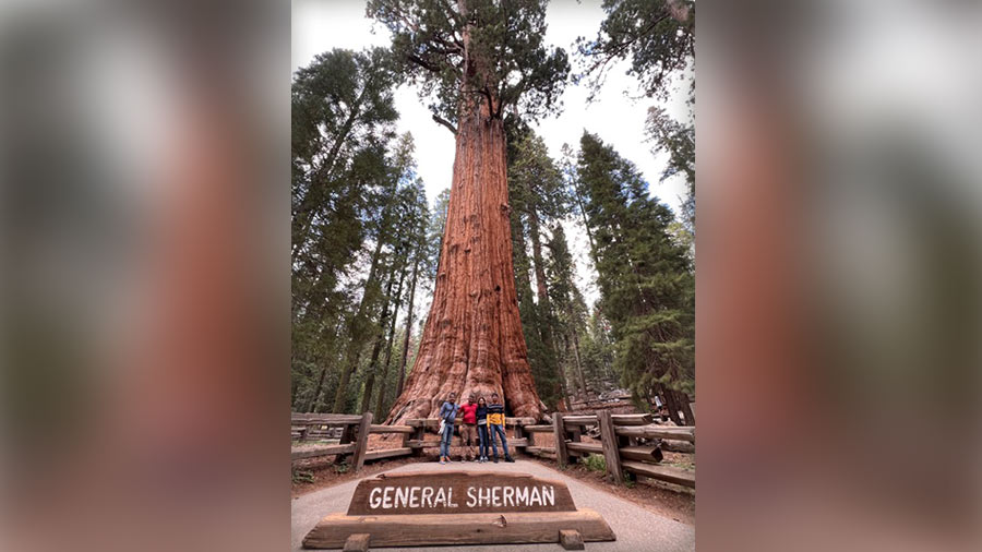 General Sherman, one the world’s largest trees at Sequoia National Park. It stands 275 feet tall and is over 2,200 years old 