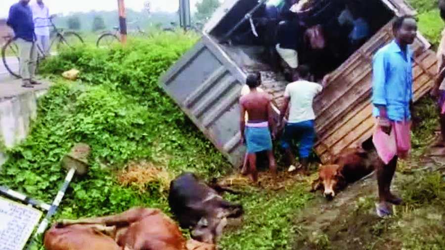 Cattle Smuggling | ‘Bengal Corridor’ In Cattle Smuggling Bids ...