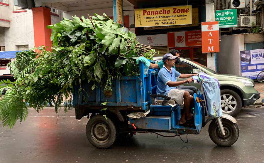 Even as torrential rain took a toll on the greenery in some parts of the city, a KMC worker ferries twigs, branches and leaves on a motorised vehicle on Wednesday. 