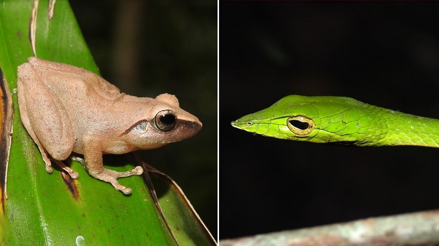 An Amboli bush frog and a green vine snake