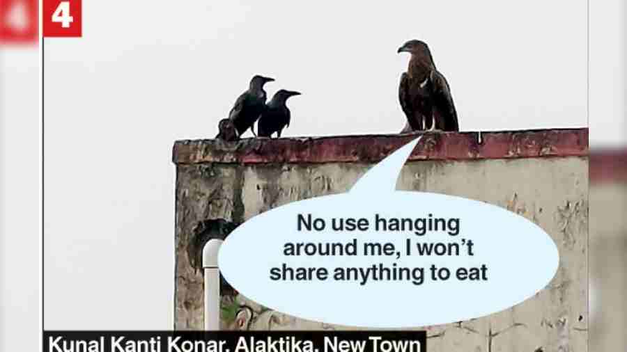  What is one bird telling the other?