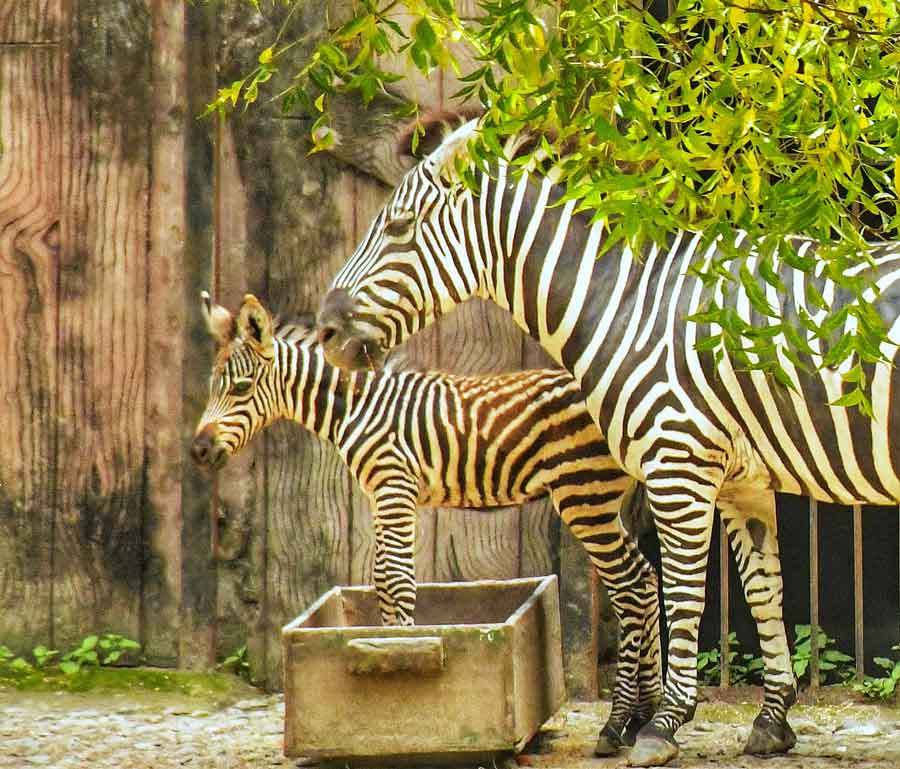Alipore zoo increased its zebra count with the birth of this calf recently. The zoo authorities kept the calf in the enclosure for public viewing on Monday. 